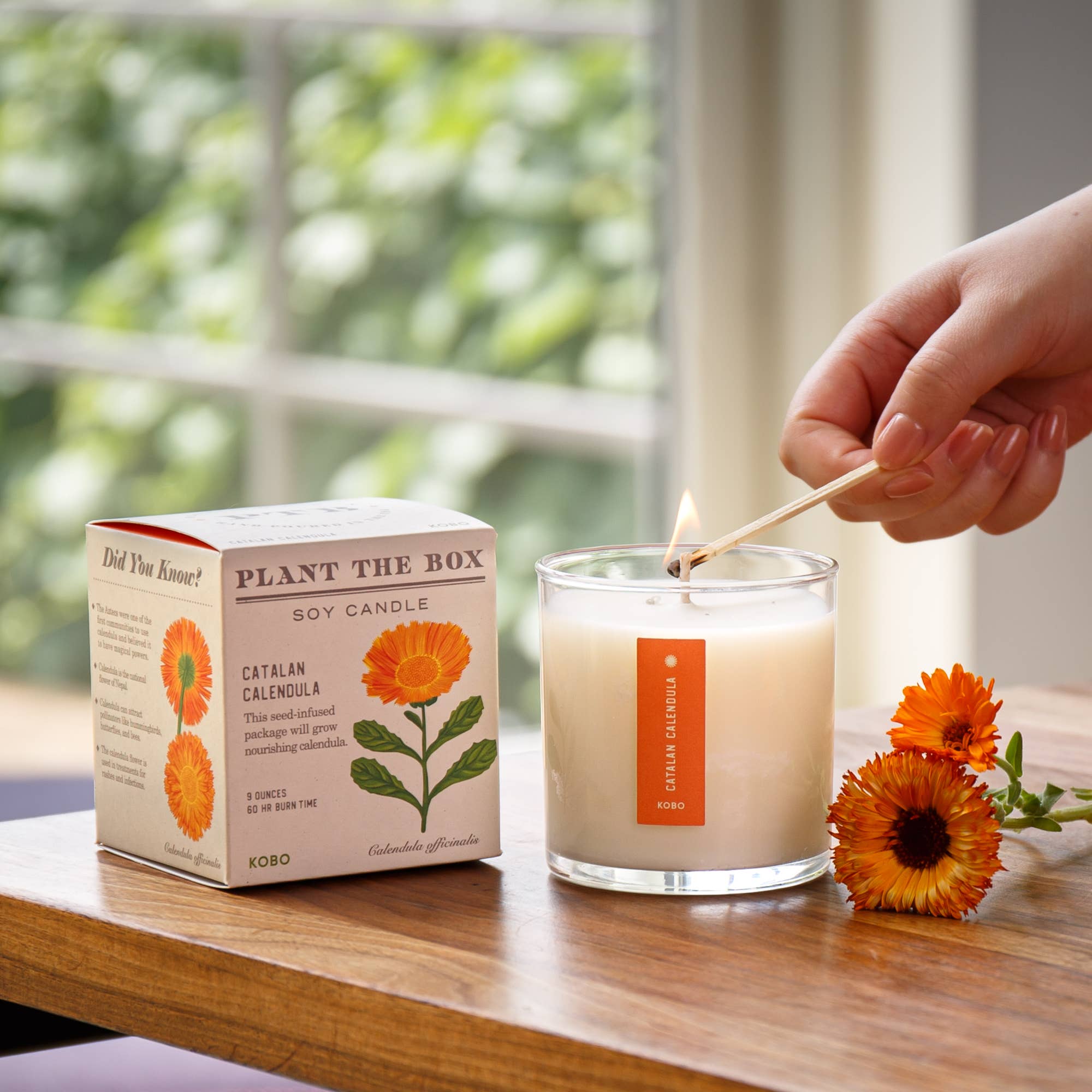 CATALAN CALENDULA 9oz